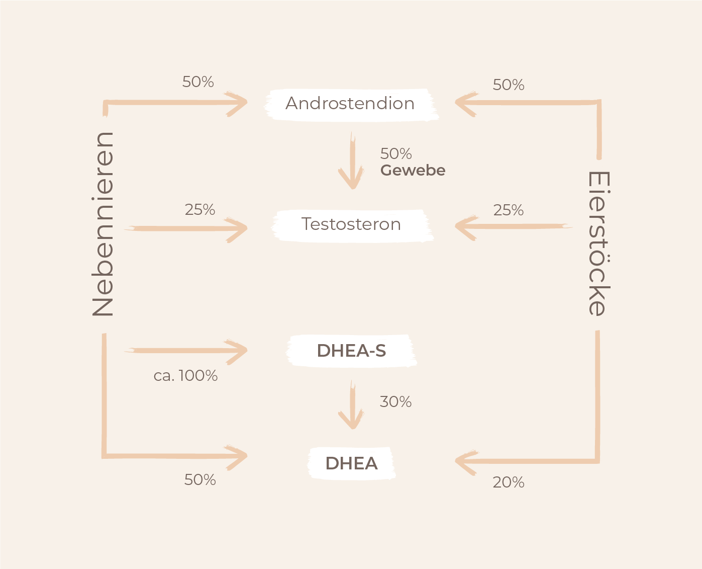 Hier werden männlichen Hormone bei PCOS produziert