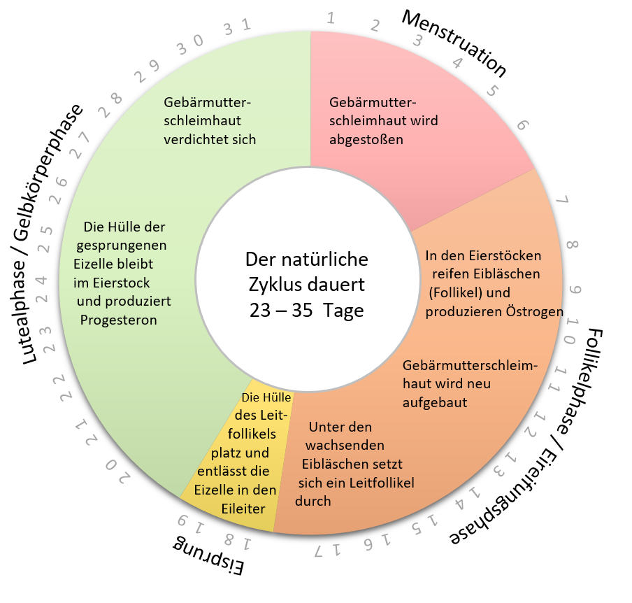 Der weibliche Zyklus erklärt