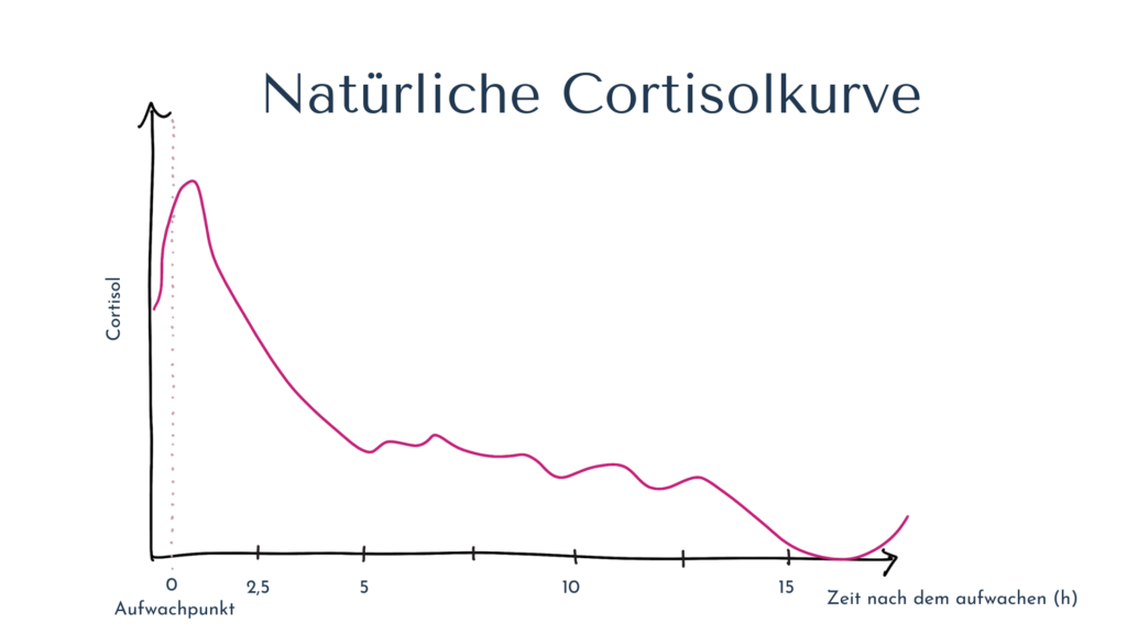 Gesunde Cortisolkurve