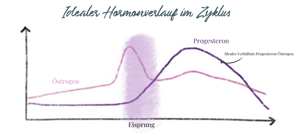 Progesteron und Östrogen im weiblichen Zyklus