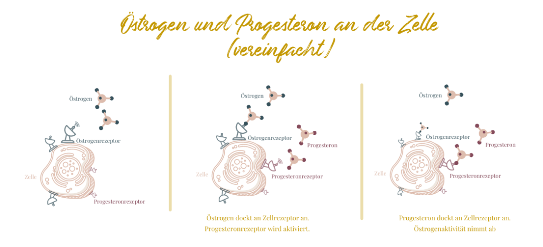 Was Bewirkt Progesteron Im Körper www.juliaschultz.net
